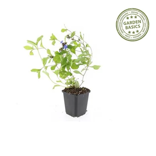 Bleiwurz 12er-Set (Ceratostigma plumbaginoides) – winterharte Staude, Topf-Ø 9 cm, Höhe ca. 25 cm