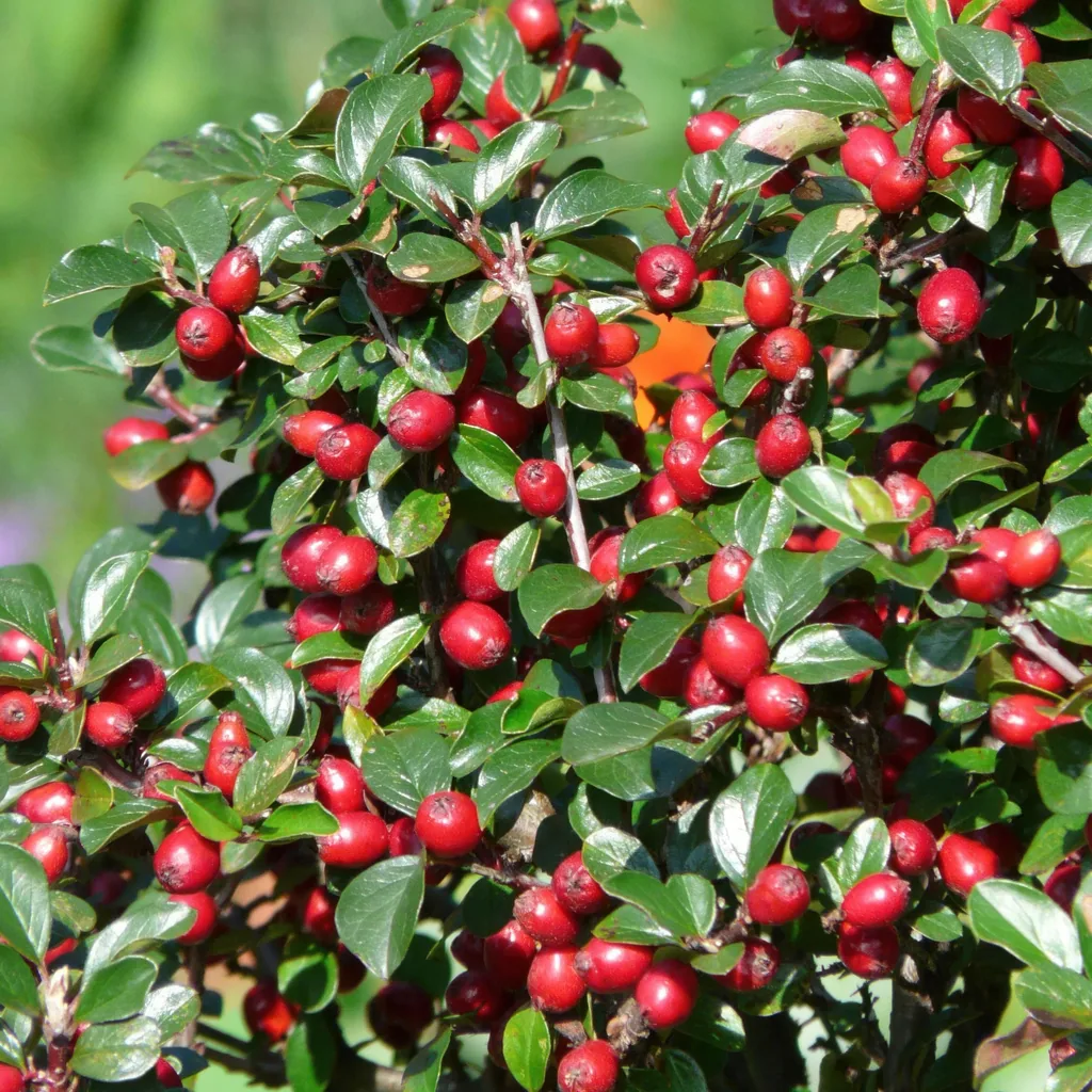 Teppich-Zwergmispel 'Major' 6er-Set (Cotoneaster dammeri) – winterharter Bodendecker, Topf-Ø 9 cm, Höhe ca. 25 cm