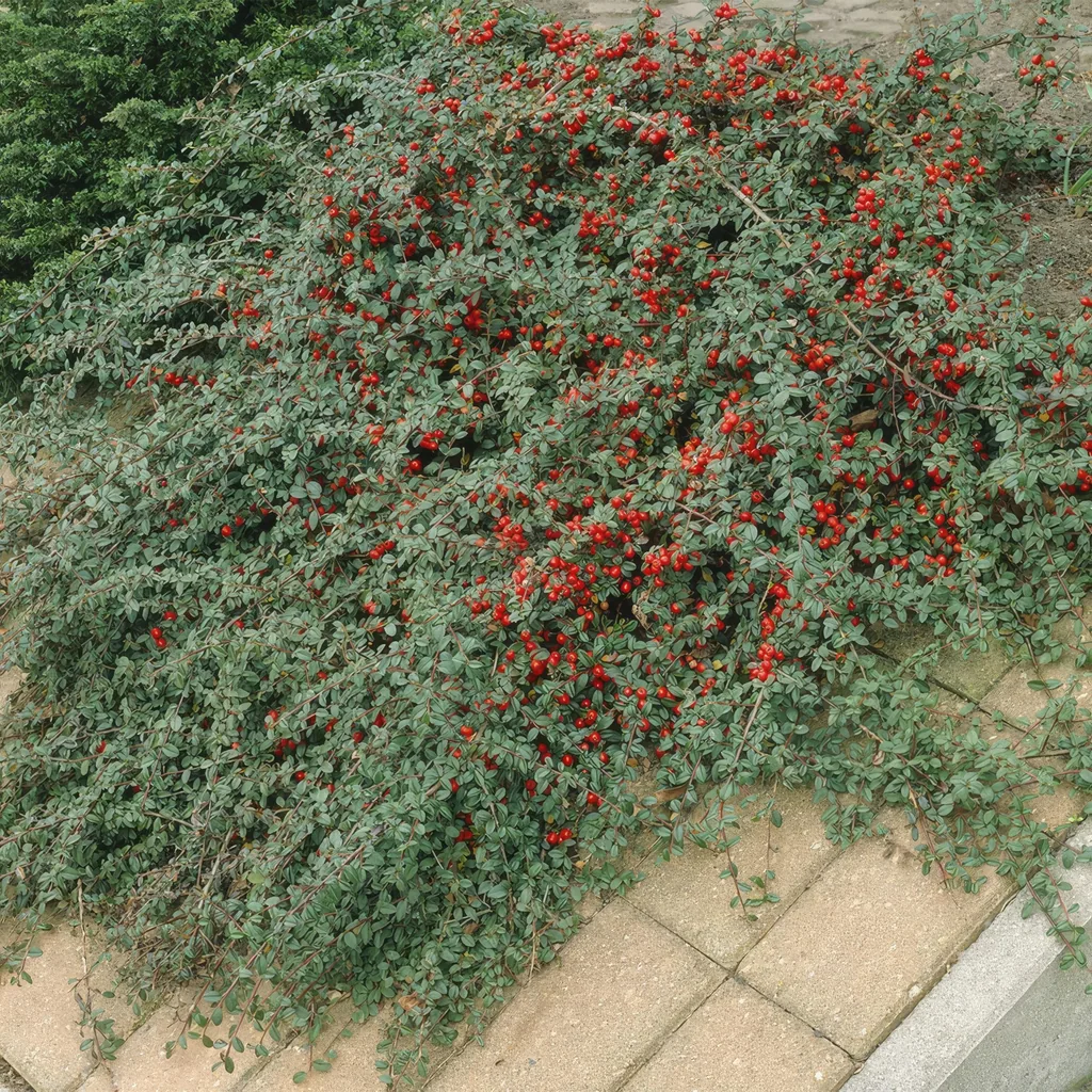 Teppich-Zwergmispel 'Major' 60er-Set (Cotoneaster dammeri) – winterharter Bodendecker, Topf-Ø 9 cm, Höhe ca. 25 cm
