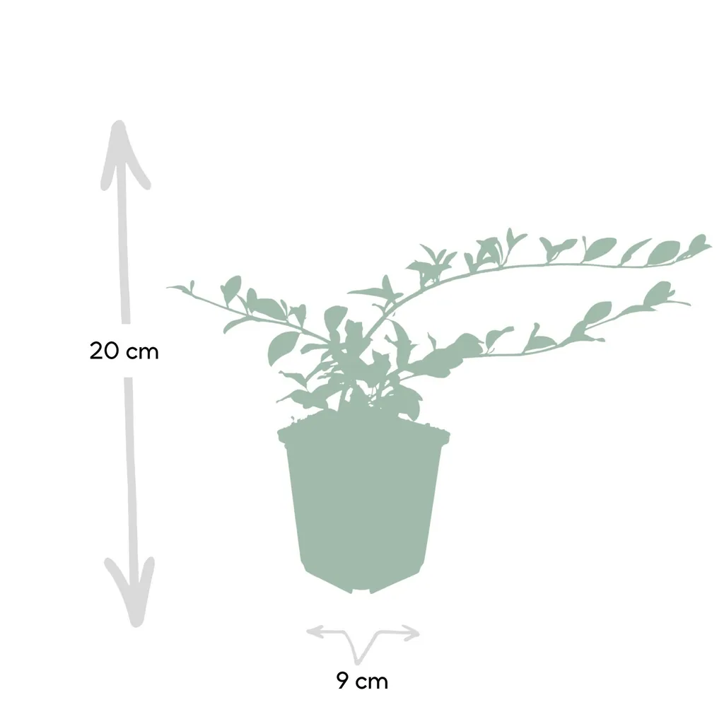 Kriech-Zwergmispel 12er-Set (Cotoneaster dammeri) – winterharter Bodendecker, Topf-Ø 9 cm, Höhe ca. 25 cm