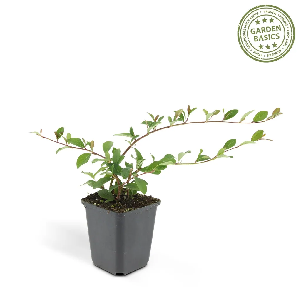 Zwergmispel 60er-Set (Cotoneaster dammeri) – winterharter Bodendecker, Topf-Ø 9 cm, Höhe ca. 25 cm