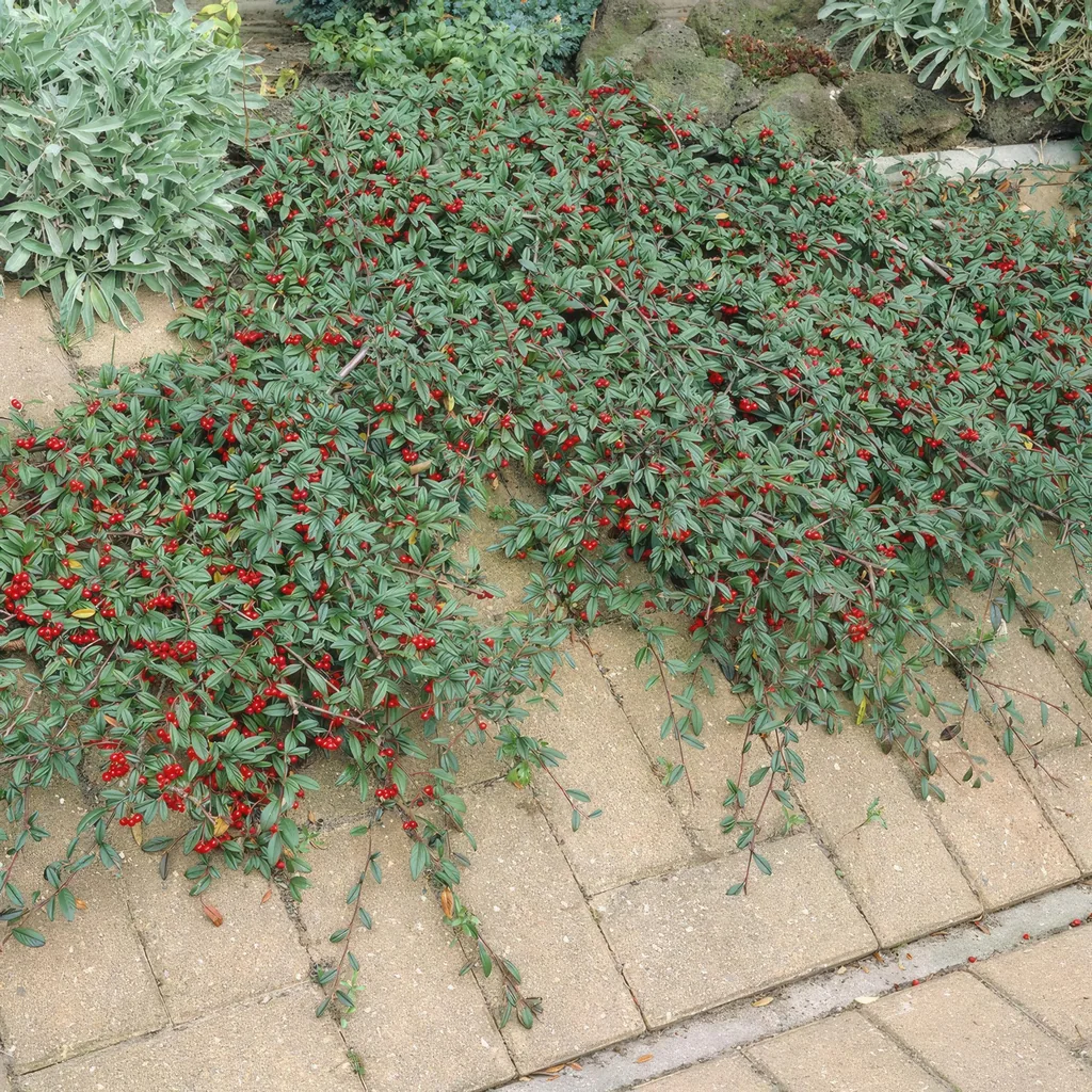 Zwergmispel 60er-Set (Cotoneaster dammeri) – winterharter Bodendecker, Topf-Ø 9 cm, Höhe ca. 25 cm