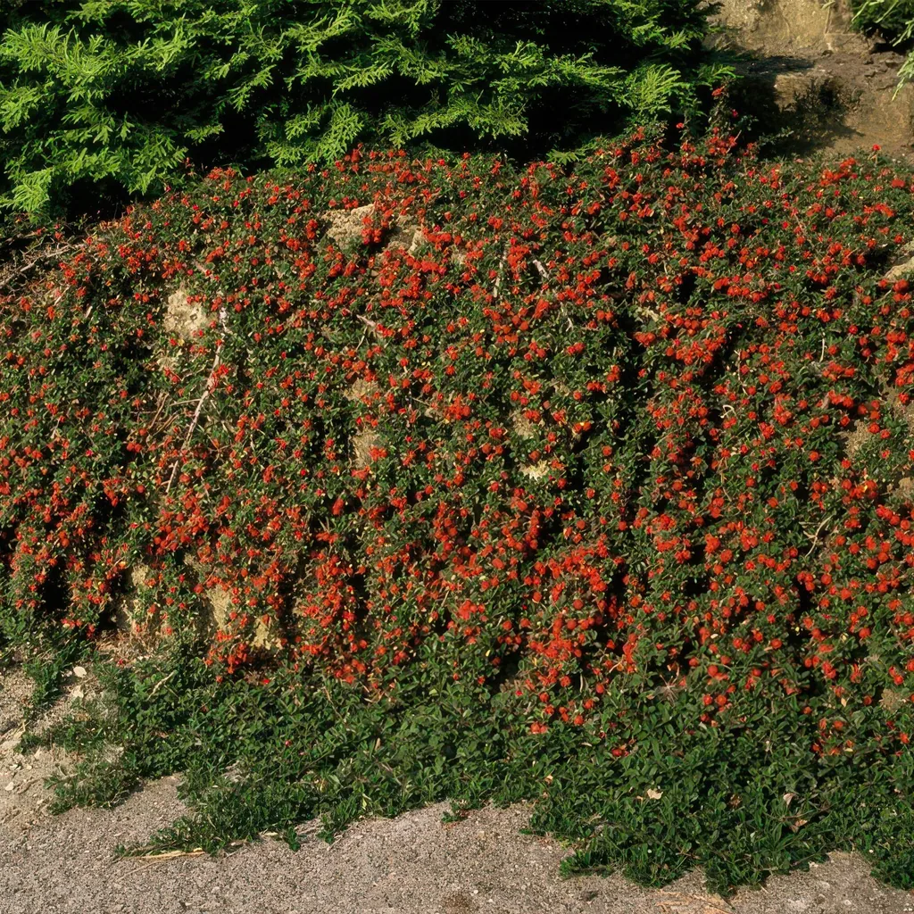Zickzackstrauch 'Queen of Carpets' 6er-Set (Corokia cotoneaster) – winterharter Zierstrauch, Topf-Ø 9 cm, Höhe ca. 25 cm