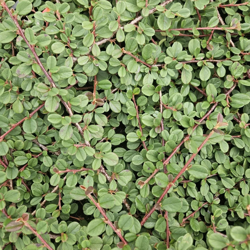 Zickzackstrauch 'Queen of Carpets' 6er-Set (Corokia cotoneaster) – winterharter Zierstrauch, Topf-Ø 9 cm, Höhe ca. 25 cm
