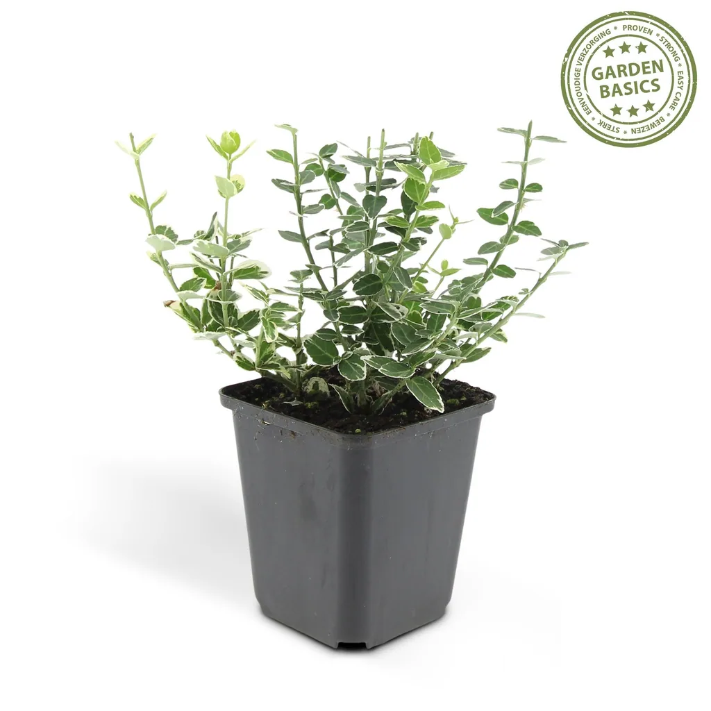 Immergrüne Kriechspindel 'Emerald Gaiety' 60er-Set (Euonymus fortunei) – winterharter immergrüner Bodendecker, Topf-Ø 9 cm, Höhe ca. 25 cm