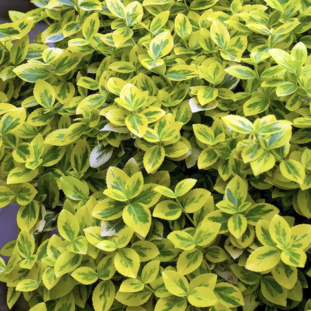 Kriechspindel 'Emerald ' 60er-Set (Euonymus fortunei) – winterharter immergrüner Bodendecker, Topf-Ø 9 cm, Höhe ca. 25 cm