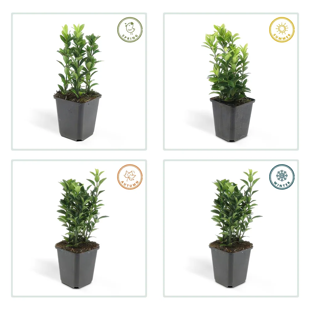 Japanischer Spindelstrauch 'Green Spire' 12er-Set (Euonymus japonicus) – winterharter immergrüner Strauch, Topf-Ø 9 cm, Höhe ca. 10–25 cm