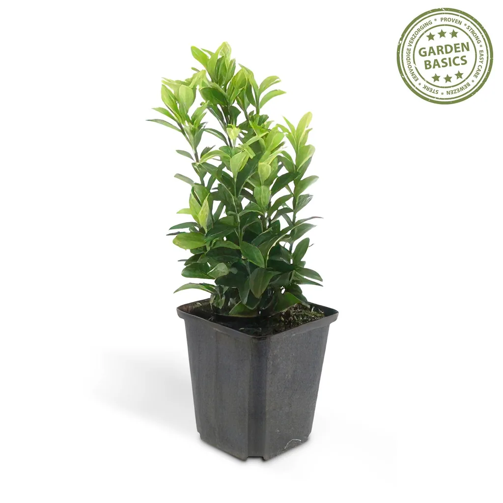Japanischer Spindelstrauch 'Green Spire' 12er-Set (Euonymus japonicus) – winterharter immergrüner Strauch, Topf-Ø 9 cm, Höhe ca. 10–25 cm