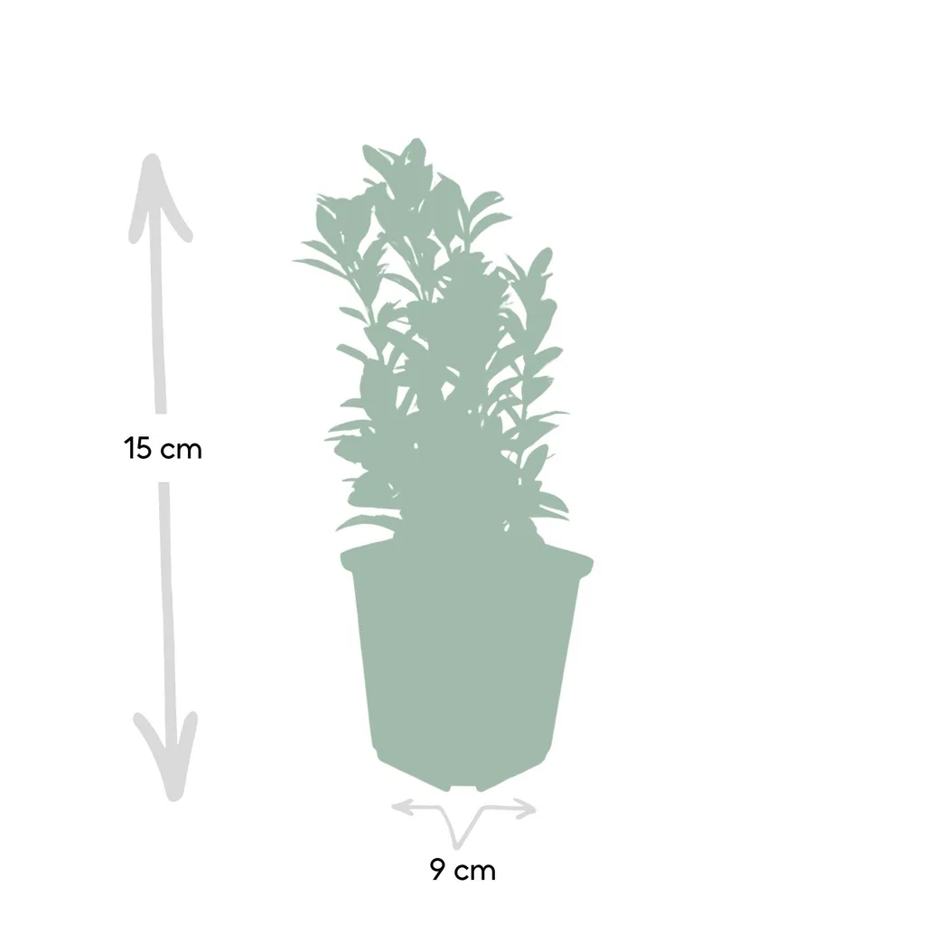 Japanischer Spindelstrauch 'Green Spire' 60er-Set (Euonymus japonicus) – winterharter immergrüner Strauch, Topf-Ø 9 cm, Höhe ca. 10–25 cm