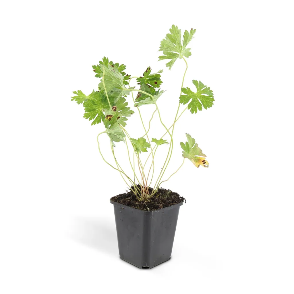 Storchschnabel 'Rozanne' 6er-Set (Geranium) – Staude, Topf-Ø 9 cm, Höhe ca. 10–25 cm