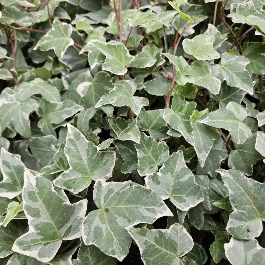 Efeu 'Glacier' 60er-Set (Hedera helix) – winterharte Kletterpflanze, Topf-Ø 9 cm, Höhe ca. 25 cm