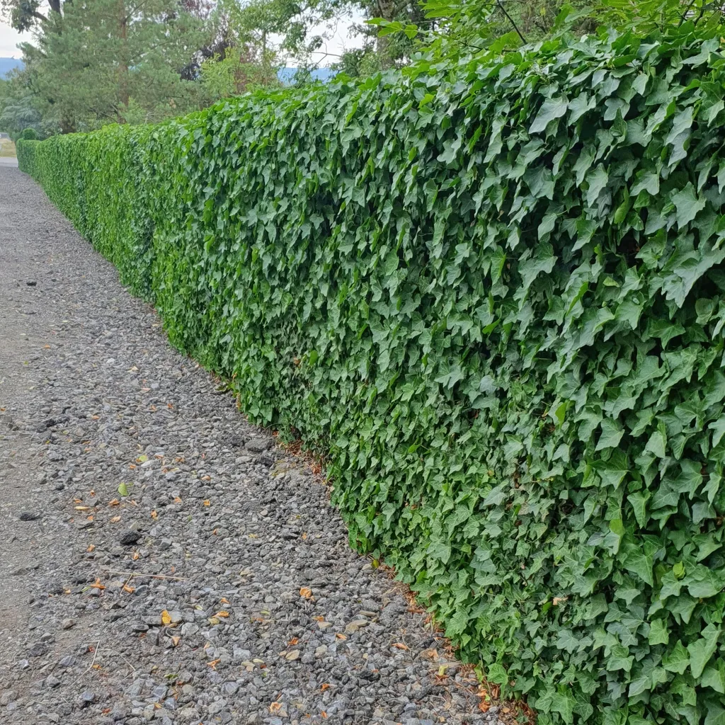 Irischer Efeu 60er-Set (Hedera hibernica) – winterharte Kletterpflanze, Topf-Ø 9 cm, Höhe ca. 25 cm