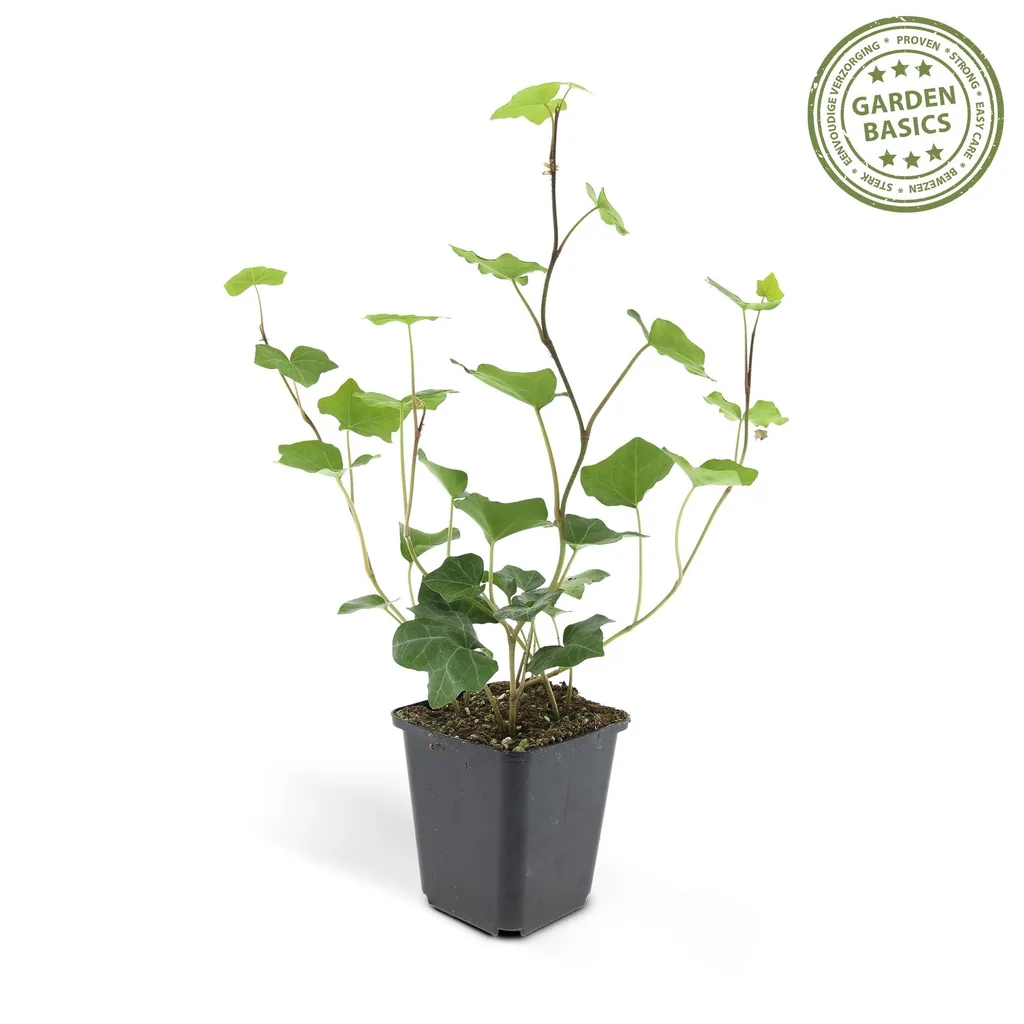 Irischer Efeu 60er-Set (Hedera hibernica) – winterharte Kletterpflanze, Topf-Ø 9 cm, Höhe ca. 25 cm