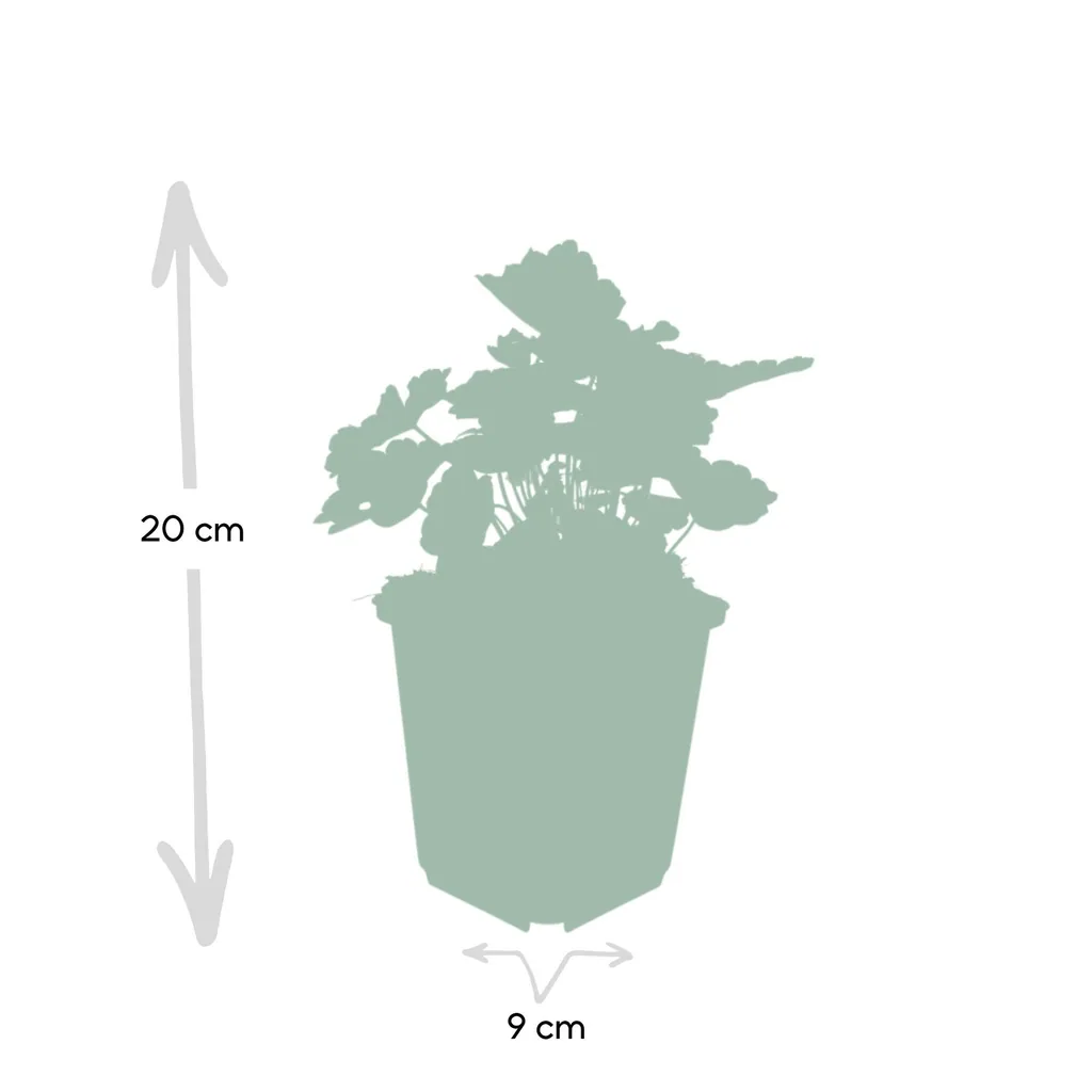 Purpurglöckchen 'Palace Purple' 6er-Set (Heuchera micrantha) – winterharte Blattschmuckstaude, Topf-Ø 9 cm, Höhe ca. 25 cm