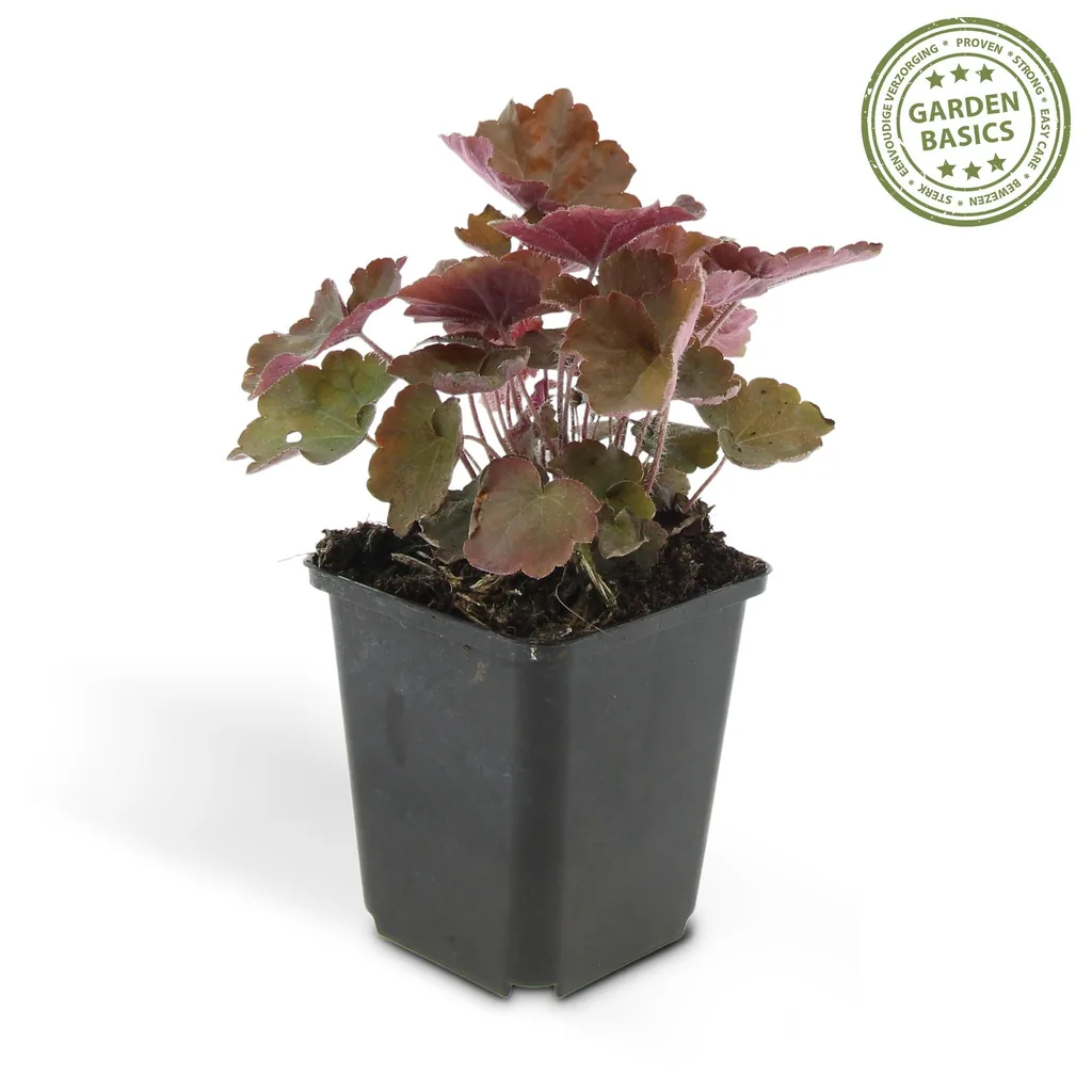 Purpurglöckchen 'Palace Purple' 6er-Set (Heuchera micrantha) – winterharte Blattschmuckstaude, Topf-Ø 9 cm, Höhe ca. 25 cm