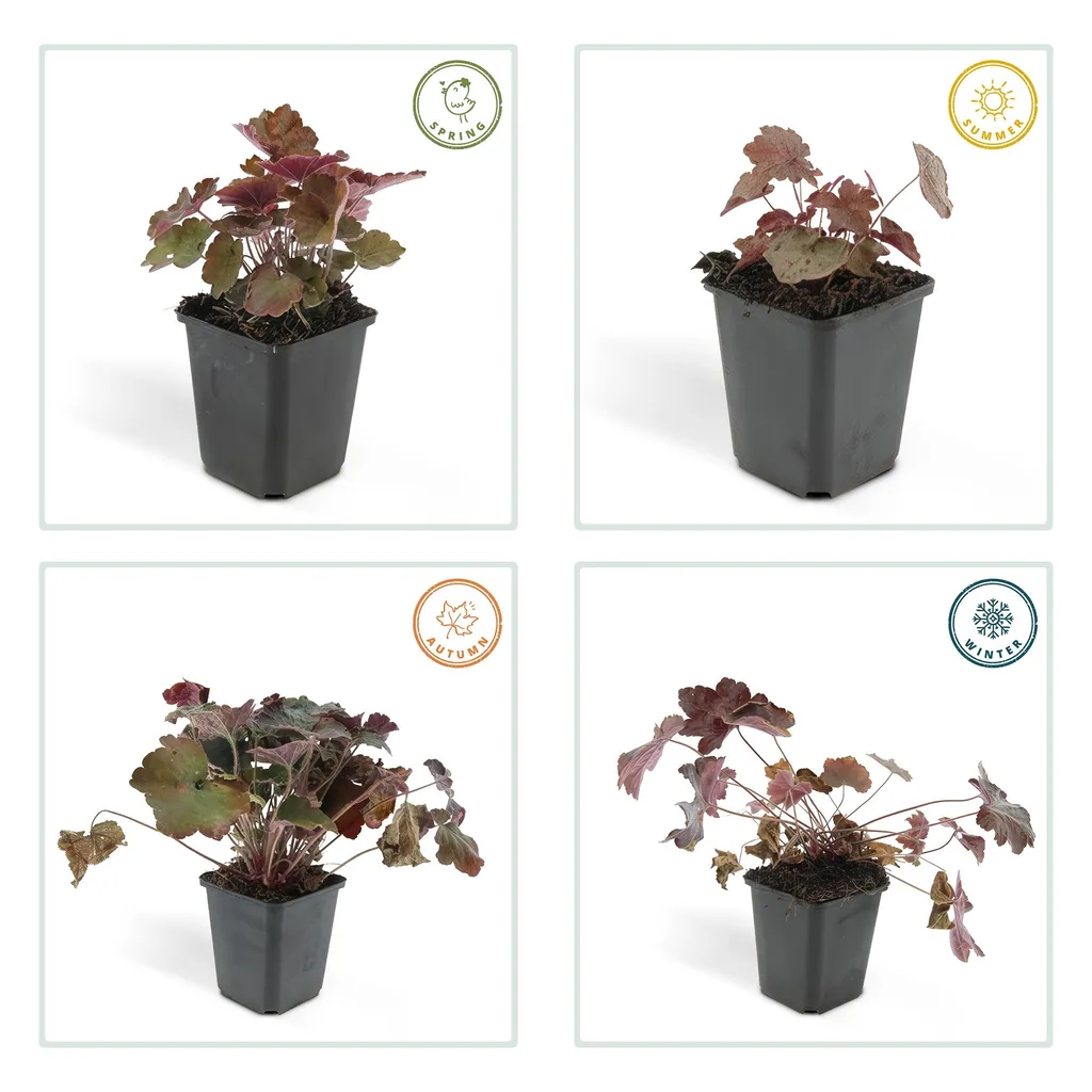 Purpurglöckchen 'Palace Purple' 6er-Set (Heuchera micrantha) – winterharte Blattschmuckstaude, Topf-Ø 9 cm, Höhe ca. 25 cm