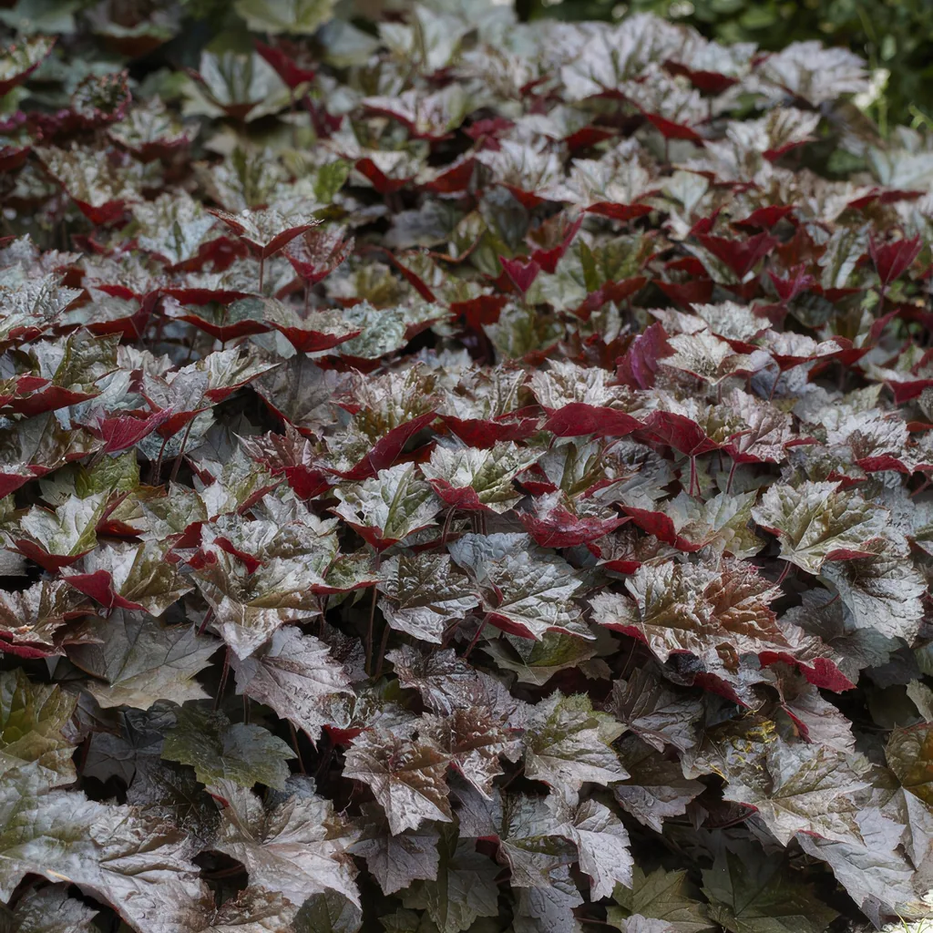 Purpurglöckchen 'Palace Purple' 60er-Set (Heuchera micrantha) – winterharte Blattschmuckstaude, Topf-Ø 9 cm, Höhe ca. 25 cm