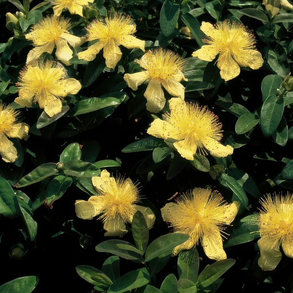 Großblütiges Johanniskraut 12er-Set (Hypericum calycinum) – winterharter Bodendecker, Topf-Ø 9 cm, Höhe ca. 25 cm