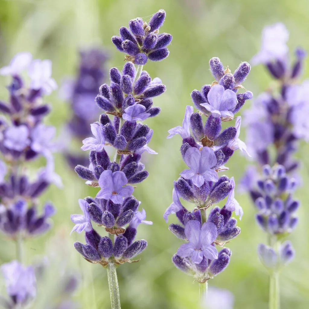 Echter Lavendel 'Hidcote' 6er-Set (Lavandula angustifolia) – winterharte Duftstaude, Topf-Ø 9 cm, Höhe ca. 25 cm