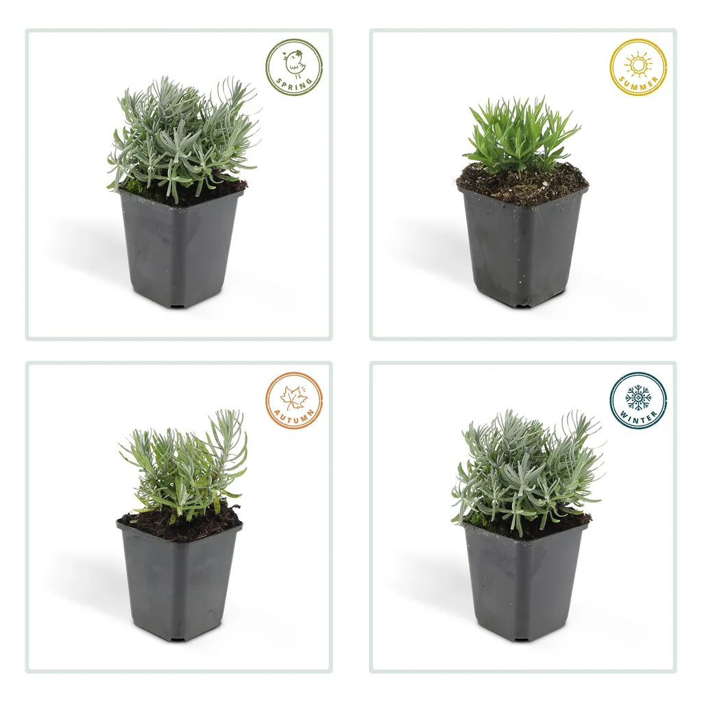 Echter Lavendel 'Hidcote' 6er-Set (Lavandula angustifolia) – winterharte Duftstaude, Topf-Ø 9 cm, Höhe ca. 25 cm