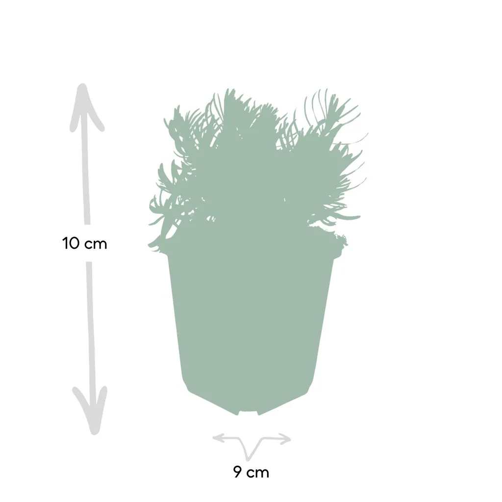 Echter Lavendel 'Hidcote' 60er-Set (Lavandula angustifolia) – winterharte Staude, Topf-Ø 9 cm, Höhe ca. 25 cm