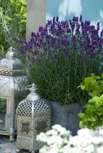 Echter Lavendel 'Hidcote' 60er-Set (Lavandula angustifolia) – winterharte Staude, Topf-Ø 9 cm, Höhe ca. 25 cm