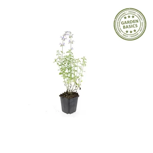 Katzenminze 'Walker' 6er-Set (Nepeta s) – winterharte Staude, Topf-Ø 9 cm, Höhe ca. 25 cm