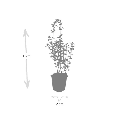 Katzenminze 'Walker' 6er-Set (Nepeta s) – winterharte Staude, Topf-Ø 9 cm, Höhe ca. 25 cm