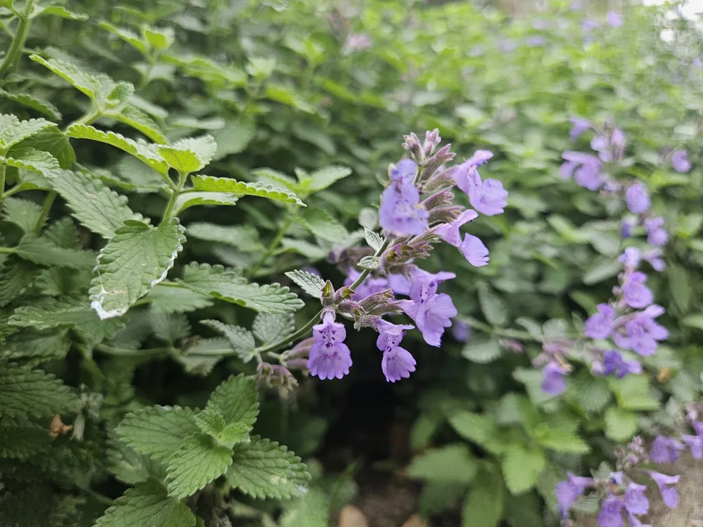 Katzenminze 'Walker' 12er-Set (Nepeta s) – winterharte Staude, Topf-Ø 9 cm, Höhe ca. 25 cm