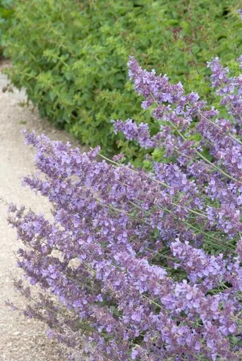Katzenminze 'Walker' 60er-Set (Nepeta s) – winterharte Staude, Topf-Ø 9 cm, Höhe ca. 25 cm