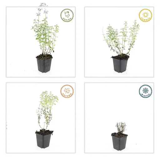 Katzenminze 'Walker' 60er-Set (Nepeta s) – winterharte Staude, Topf-Ø 9 cm, Höhe ca. 25 cm