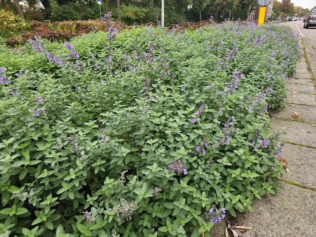 Katzenminze 'Walker' 60er-Set (Nepeta s) – winterharte Staude, Topf-Ø 9 cm, Höhe ca. 25 cm