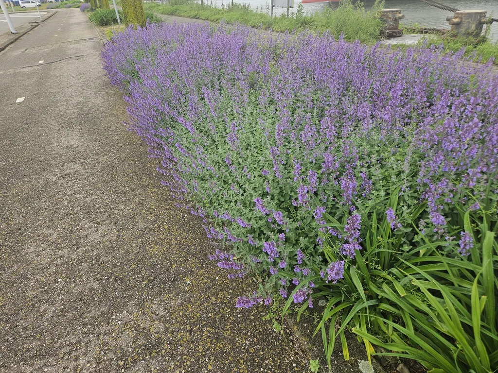 Katzenminze 'Walker' 60er-Set (Nepeta s) – winterharte Staude, Topf-Ø 9 cm, Höhe ca. 25 cm