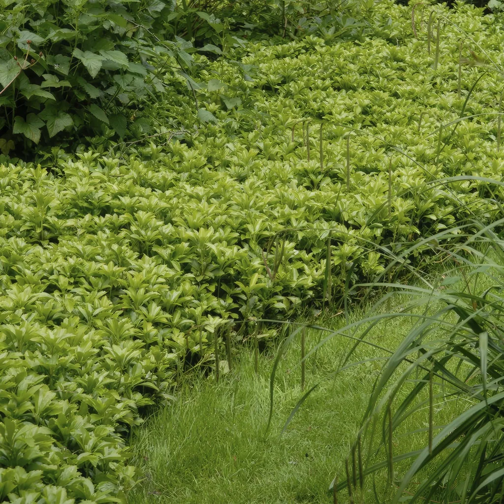 Dickmännchen 'Green Carpet' 60er-Set (Pachysandra terminalis) – winterharter Bodendecker, Topf-Ø 9 cm, Höhe ca. 25 cm