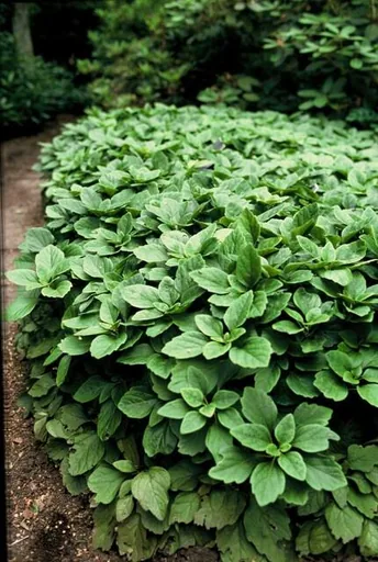 Dickmännchen 12er-Set (Pachysandra terminalis) – winterharter Bodendecker, Topf-Ø 9 cm, Höhe ca. 25 cm