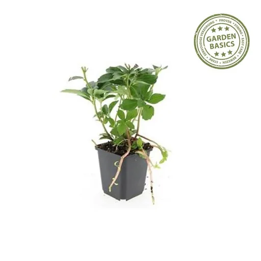 Dickmännchen 60er-Set (Pachysandra terminalis) – winterharter Bodendecker, Topf-Ø 9 cm, Höhe ca. 25 cm
