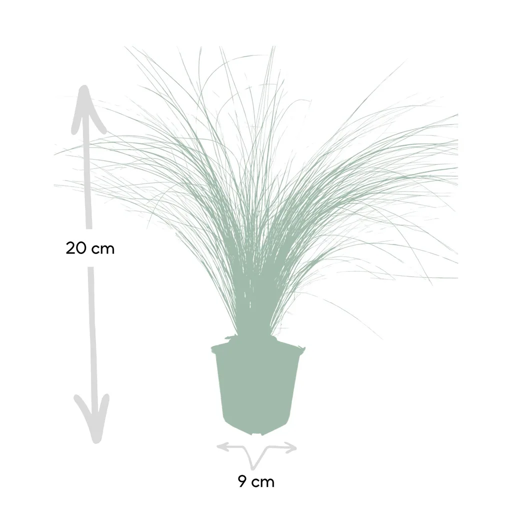 Federgras 'Ponytails' 6er-Set (Stipa tenuissima) – winterhartes Ziergras, Topf-Ø 9 cm, Höhe ca. 25 cm