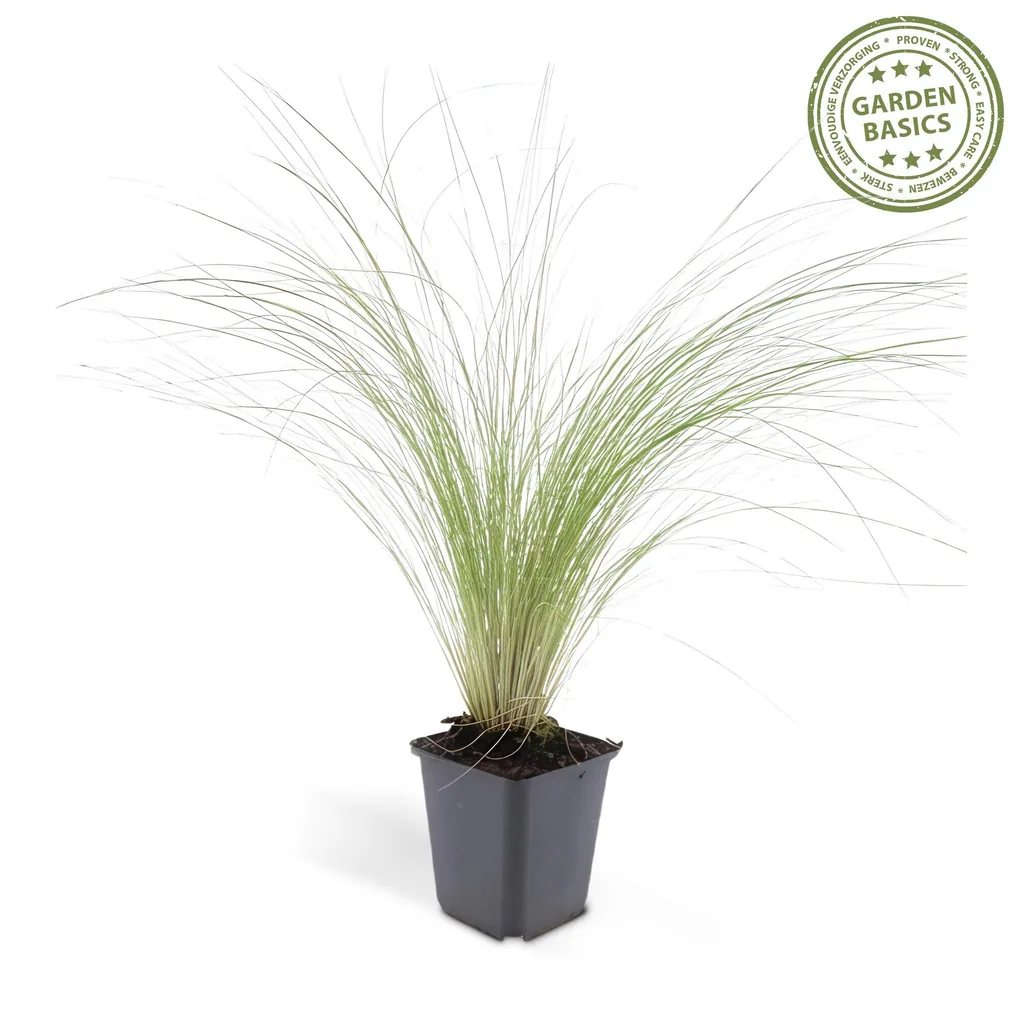 Federgras 'Ponytails' 6er-Set (Stipa tenuissima) – winterhartes Ziergras, Topf-Ø 9 cm, Höhe ca. 25 cm