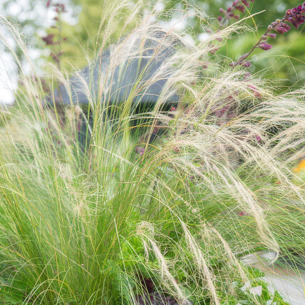 Federgras 'Ponytails' 6er-Set (Stipa tenuissima) – winterhartes Ziergras, Topf-Ø 9 cm, Höhe ca. 25 cm