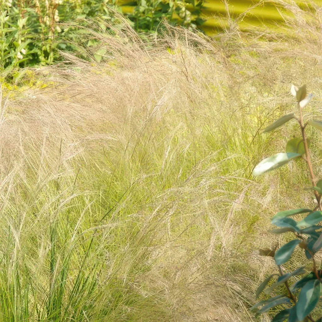 Federgras 'Ponytails' 6er-Set (Stipa tenuissima) – winterhartes Ziergras, Topf-Ø 9 cm, Höhe ca. 25 cm