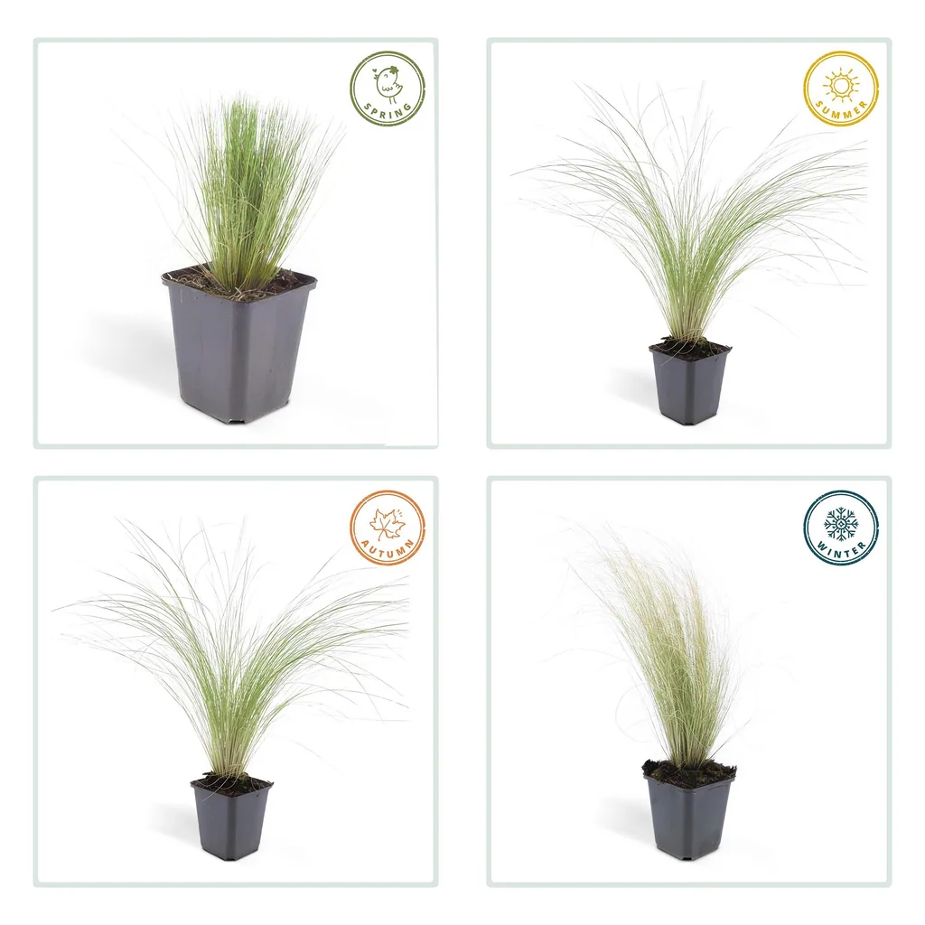 Federgras 'Ponytails' 60er-Set (Stipa tenuissima) – winterhartes Ziergras, Topf-Ø 9 cm, Höhe ca. 25 cm