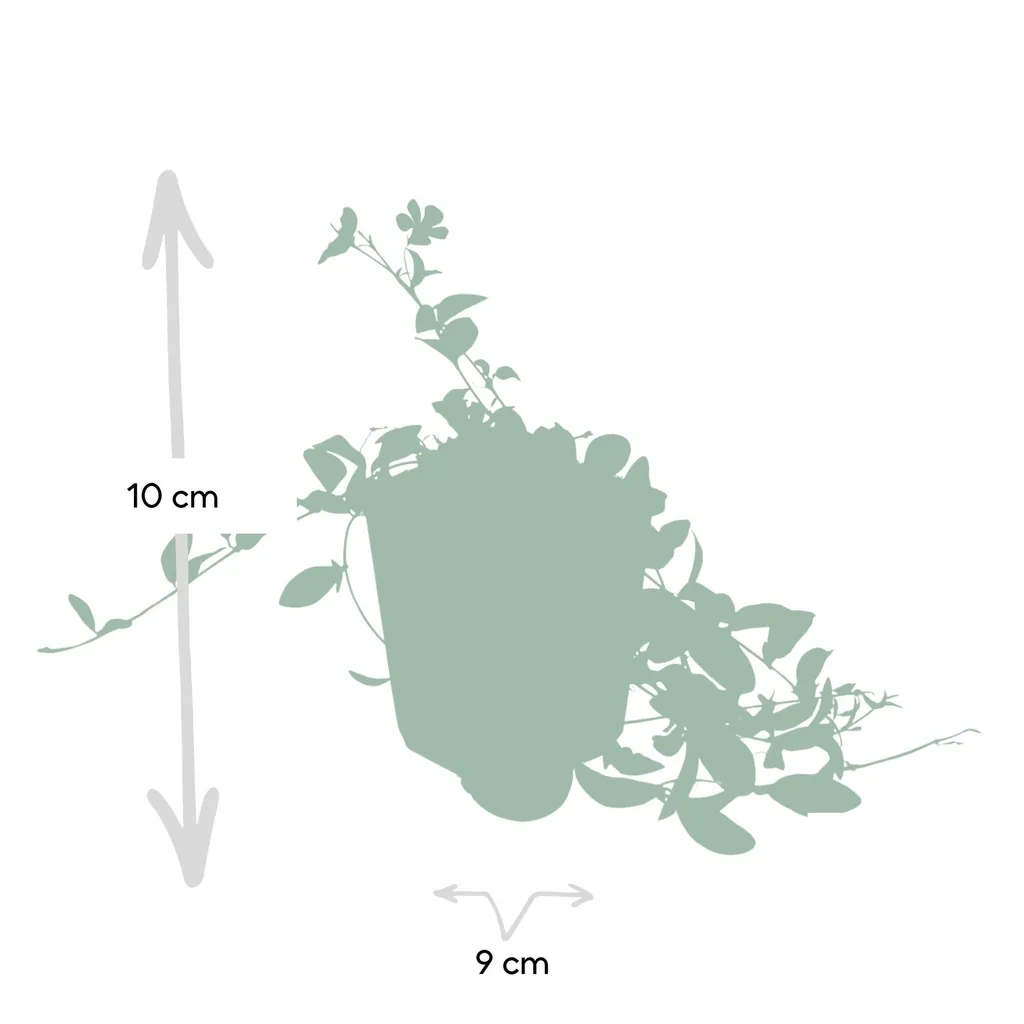 Immergrün 12er-Set (Vinca minor) – winterharter Bodendecker, Topf-Ø 9 cm, Höhe ca. 25 cm