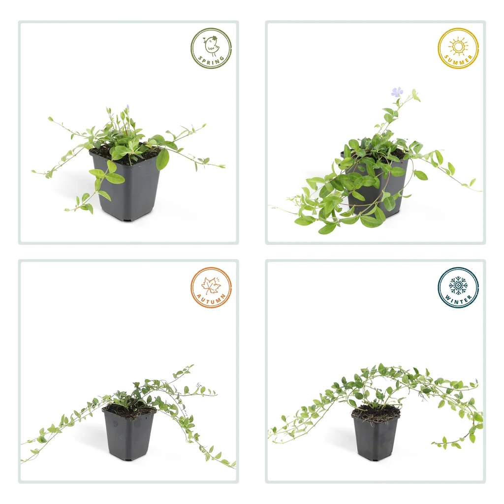Immergrün 12er-Set (Vinca minor) – winterharter Bodendecker, Topf-Ø 9 cm, Höhe ca. 25 cm