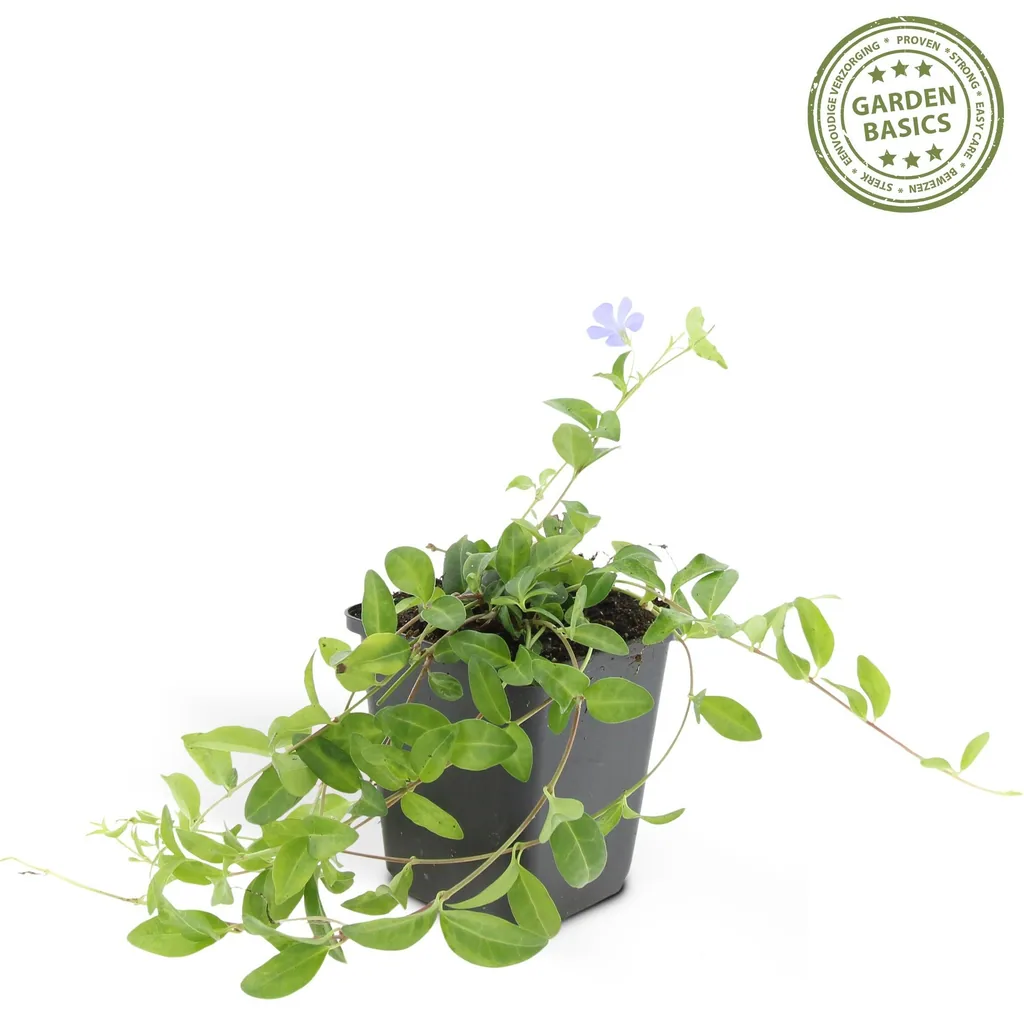 Immergrün 60er-Set (Vinca minor) – winterharter Bodendecker, Topf-Ø 9 cm, Höhe ca. 25 cm