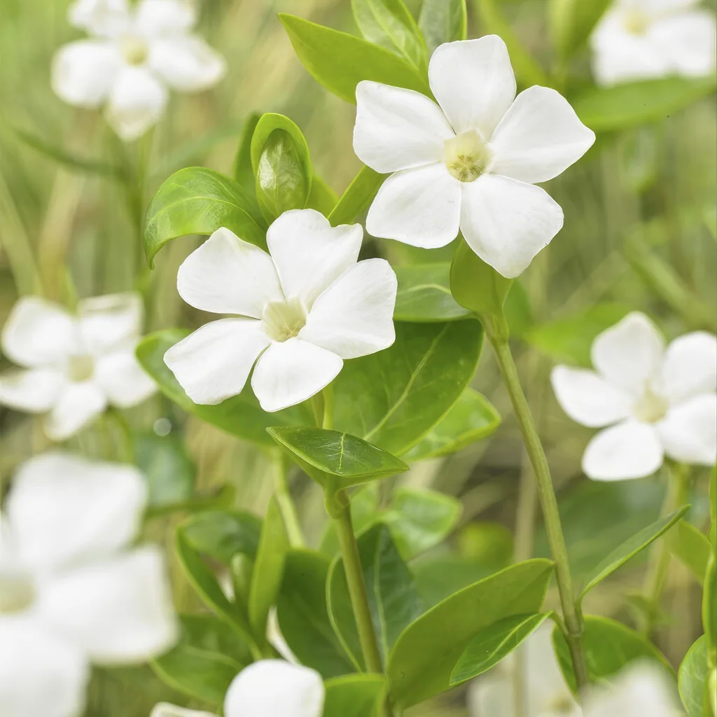 Immergrün 'Alba' 12er-Set (Vinca minor) – winterharter Bodendecker, Topf-Ø 9 cm, Höhe ca. 25 cm