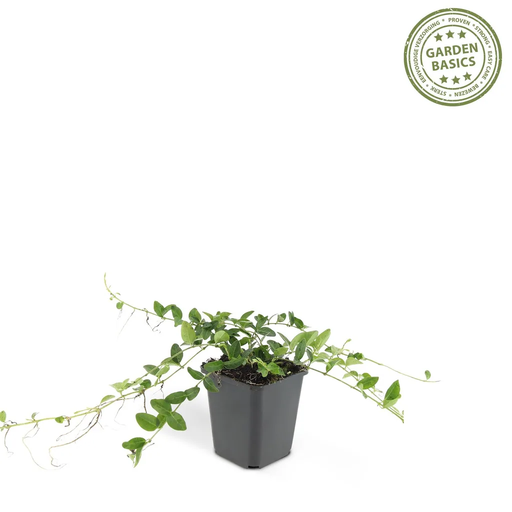 Immergrün 'Alba' 12er-Set (Vinca minor) – winterharter Bodendecker, Topf-Ø 9 cm, Höhe ca. 25 cm