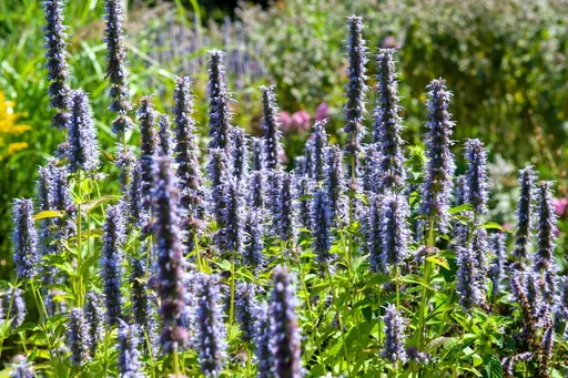 Duftnessel 'Black Adder' 6er-Set (Agastache) – winterharte Staude, Topf-Ø 9 cm, Höhe ca. 10–25 cm