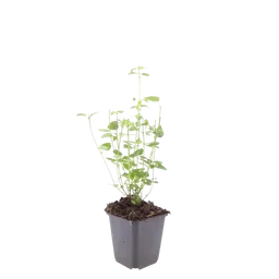 Duftnessel 'Black Adder' 12er-Set (Agastache) – winterharte Staude, Topf-Ø 9 cm, Höhe ca. 10–25 cm