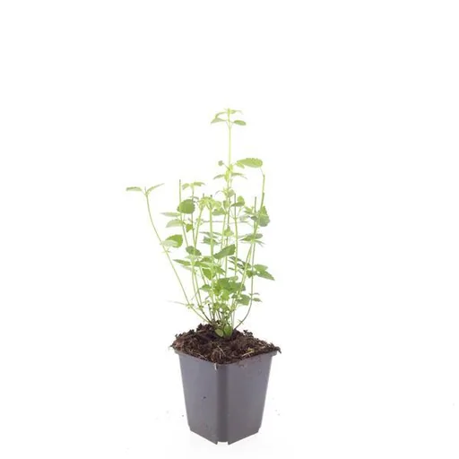 Duftnessel 'Black Adder' 60er-Set (Agastache) – winterharte Staude, Topf-Ø 9 cm, Höhe ca. 10–25 cm