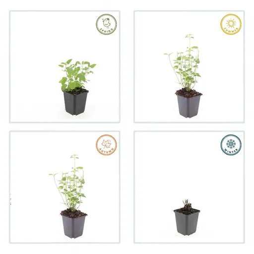 Duftnessel 'Black Adder' 60er-Set (Agastache) – winterharte Staude, Topf-Ø 9 cm, Höhe ca. 10–25 cm